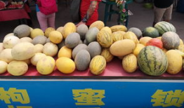 青海吃瓜爆料官方入口,官方入口揭秘，带你探秘幕后真相